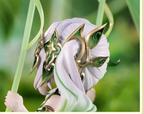 Close-up of the hair ornament and a hand holding the swing rope